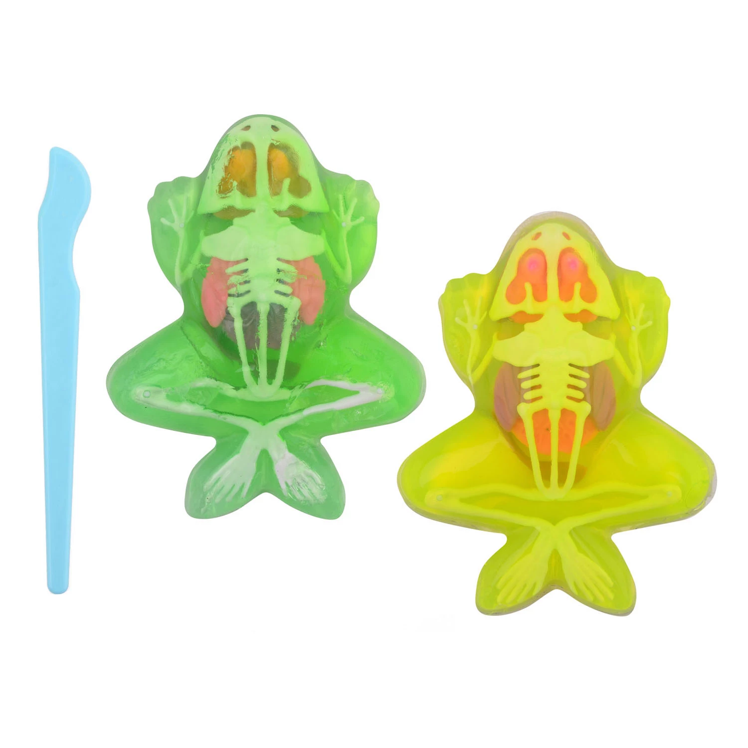 SCIENCE EXPLORER ANATOMIJA ZABA SLIME